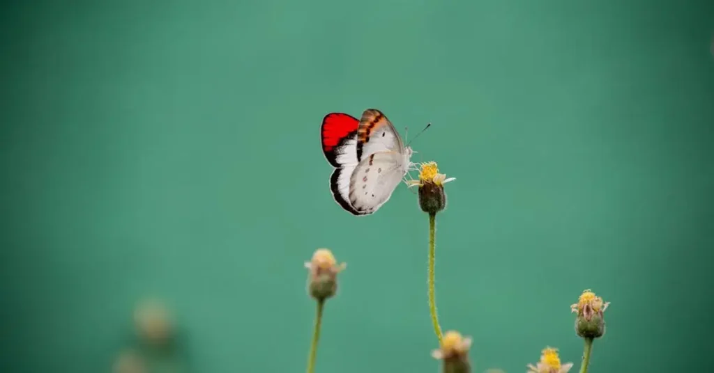 From Roses to Fire Trucks: Discover 1000+ Ideas For Red Things to Draw 2024 6 red things to draw butterfly wings