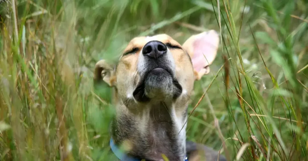 Pawsome Dog Drawing Ideas: Bark-tastic Fun and Creative Sketches to Try 2024 14 dog drawing ideas ears