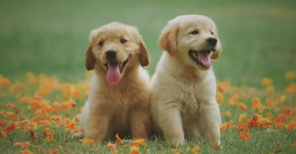 Pawsome Dog Drawing Ideas: Bark-tastic Fun and Creative Sketches to Try 2024 2 dog drawing ideas golden retriever puppys