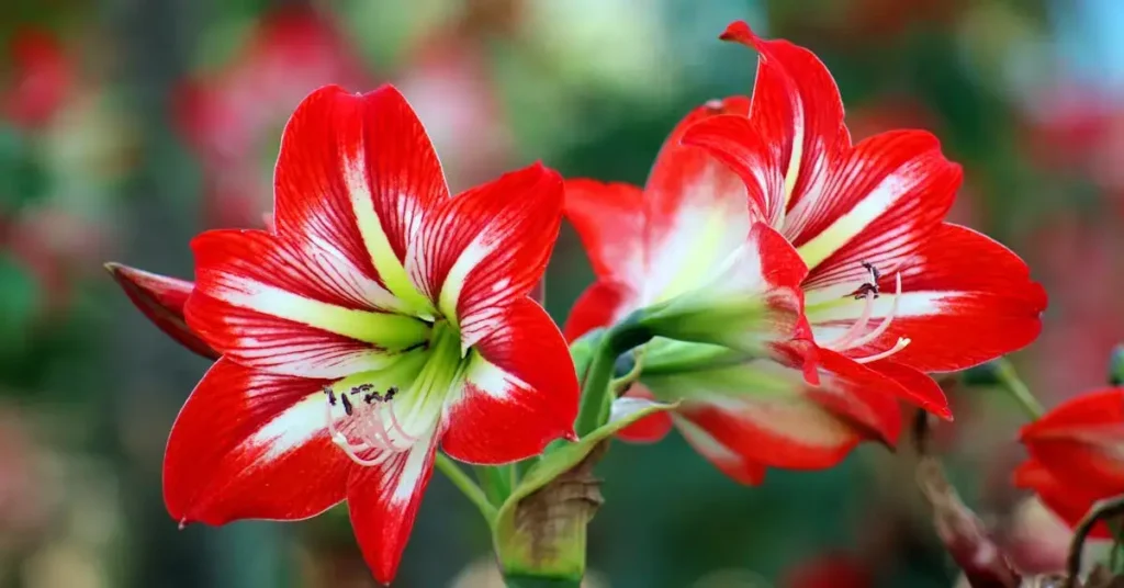 From Roses to Fire Trucks: Discover 1000+ Ideas For Red Things to Draw 2024 7 red things to draw flower