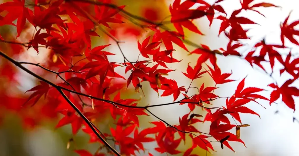 From Roses to Fire Trucks: Discover 1000+ Ideas For Red Things to Draw 2024 9 red things to draw leaves
