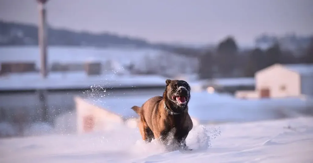 Pawsome Dog Drawing Ideas: Bark-tastic Fun and Creative Sketches to Try 2024 11 dog drawing ideas in the snow