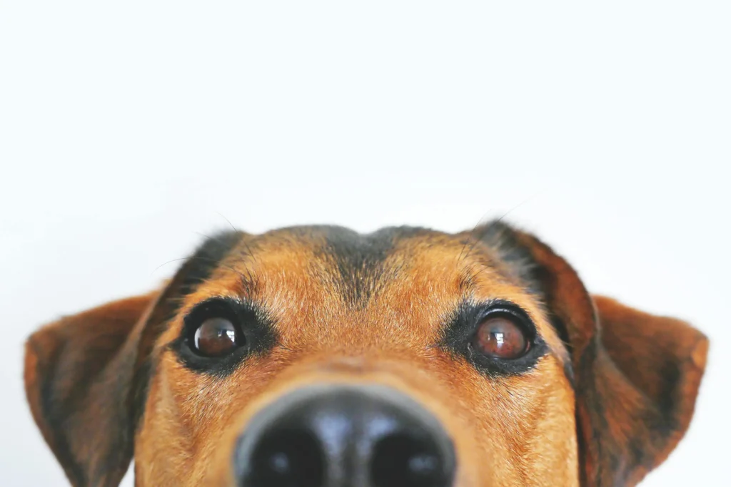 Pawsome Dog Drawing Ideas: Bark-tastic Fun and Creative Sketches to Try 2024 3 dog drawing ideas dog