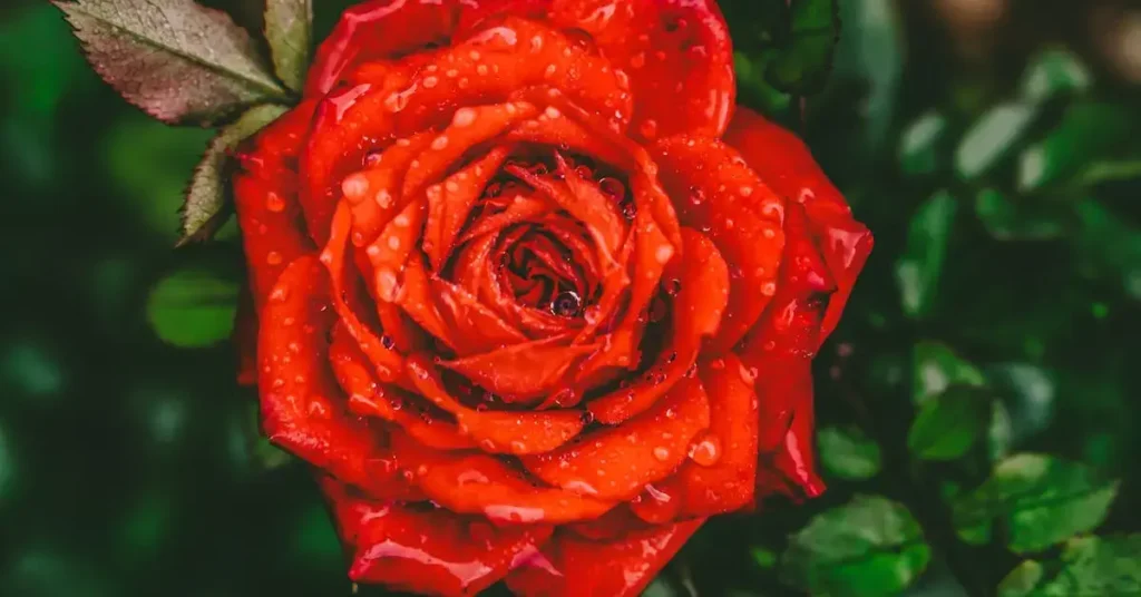 From Roses to Fire Trucks: Discover 1000+ Ideas For Red Things to Draw 2024 3 red things to draw red rose