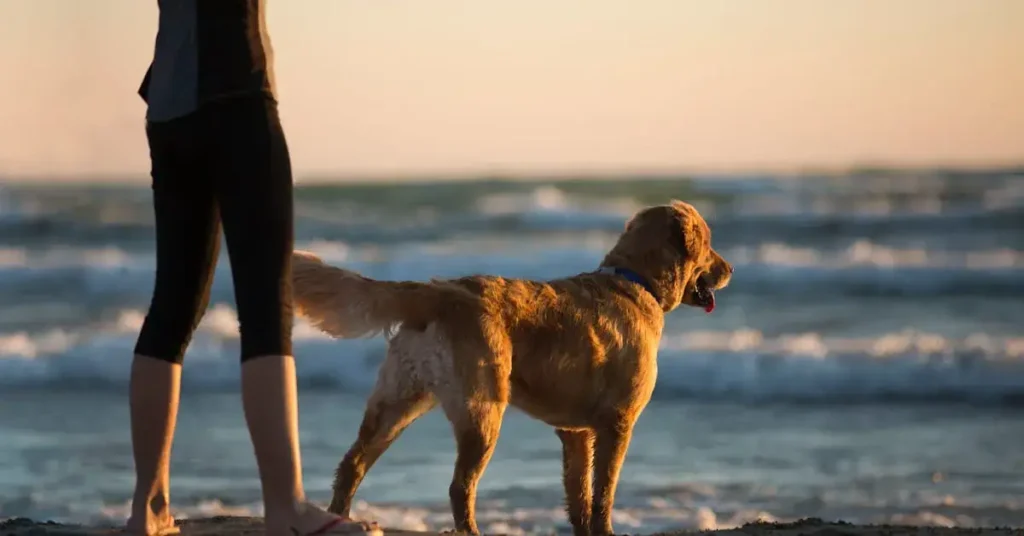 Pawsome Dog Drawing Ideas: Bark-tastic Fun and Creative Sketches to Try 2024 9 dog drawing ideas on the beach