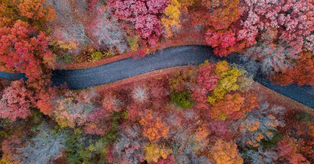 Get Cozy with These 75+ Easy Fall Drawing Ideas! 11 easy fall drawing ideas street from above