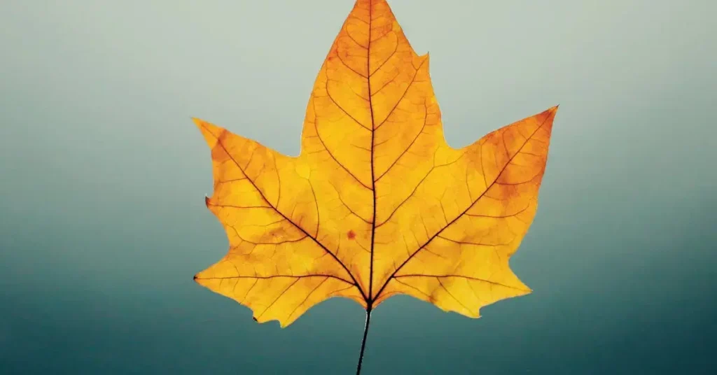 Get Cozy with These 75+ Easy Fall Drawing Ideas! 4 easy fall drawing ideas leave