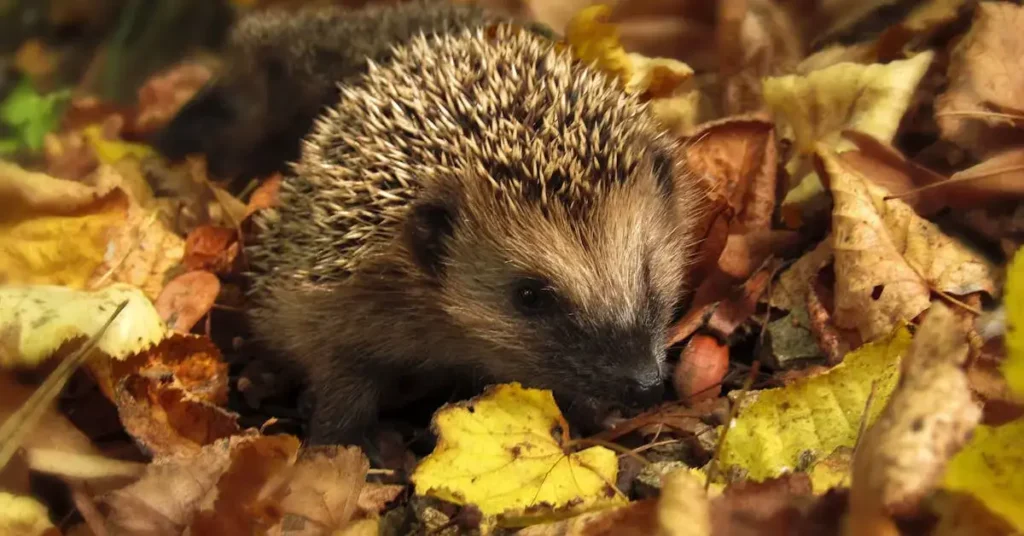 Get Cozy with These 75+ Easy Fall Drawing Ideas! 10 easy fall drawing ideas hedgehog