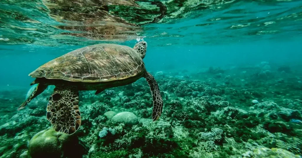 Ride the Wave of Inspiration with These 100 Ocean Drawing Ideas! 2 ocean drawing ideas turtle