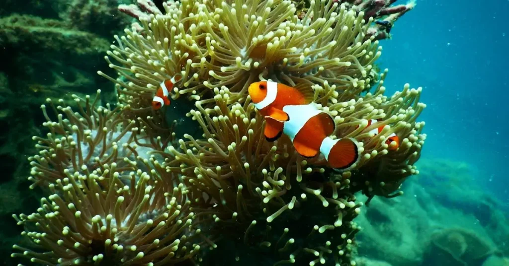 Ride the Wave of Inspiration with These 100 Ocean Drawing Ideas! 5 ocean drawing ideas coral reef with fish