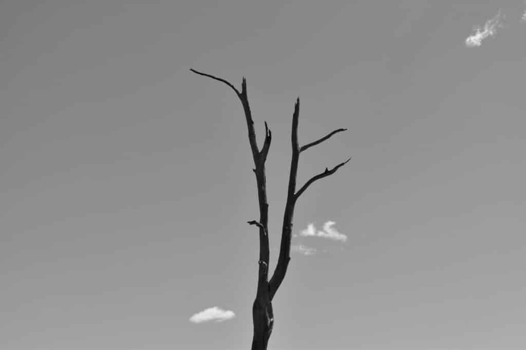tree drawing reference