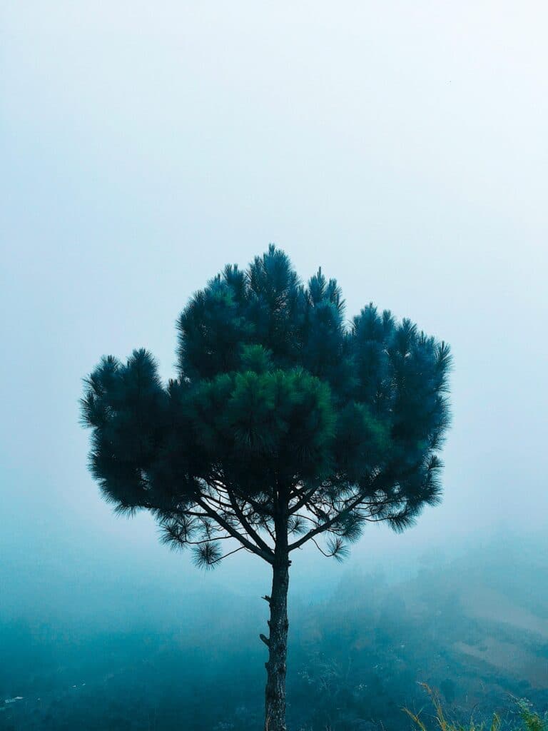 tree drawing reference