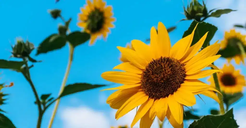 Feel the Bloom: 100 Must-Try Spring Flower Drawing Ideas for Creative Souls! 6 Spring Flower Drawing Ideas Sunflower