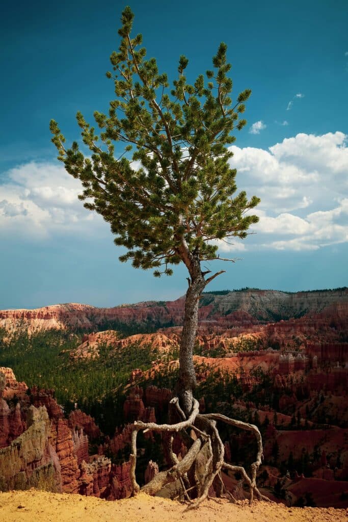 tree drawing reference