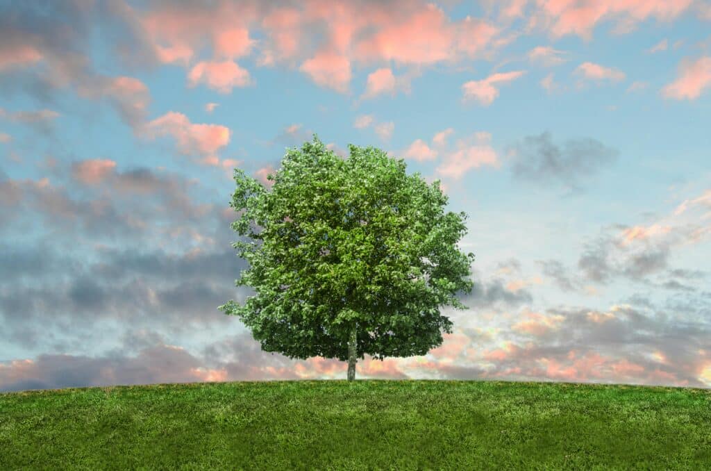 tree drawing reference