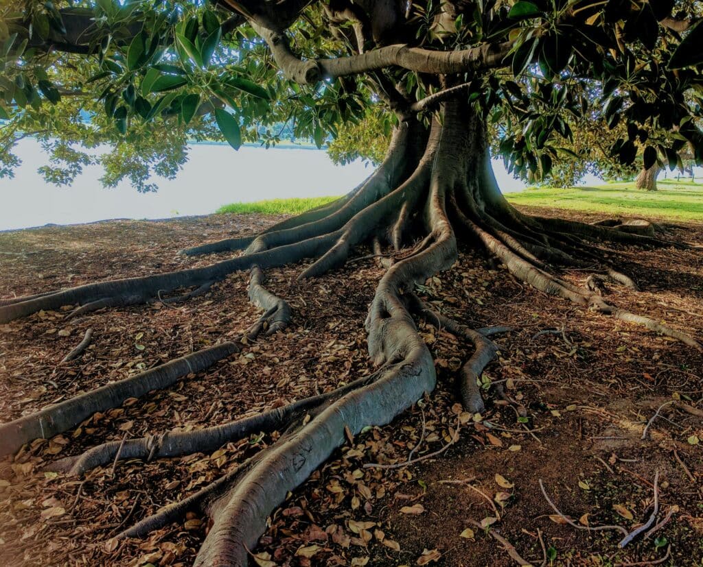tree drawing reference
