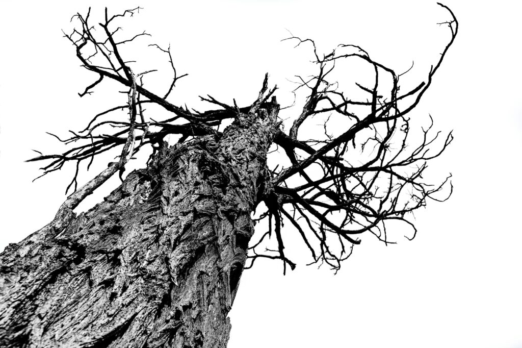 tree drawing reference
