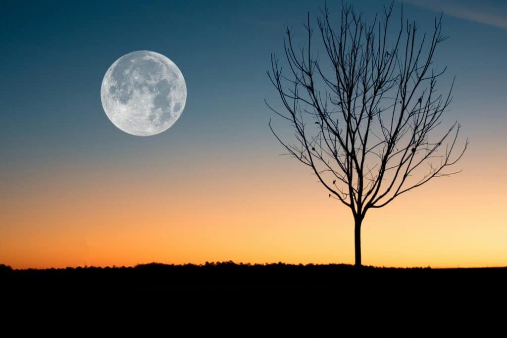tree drawing reference