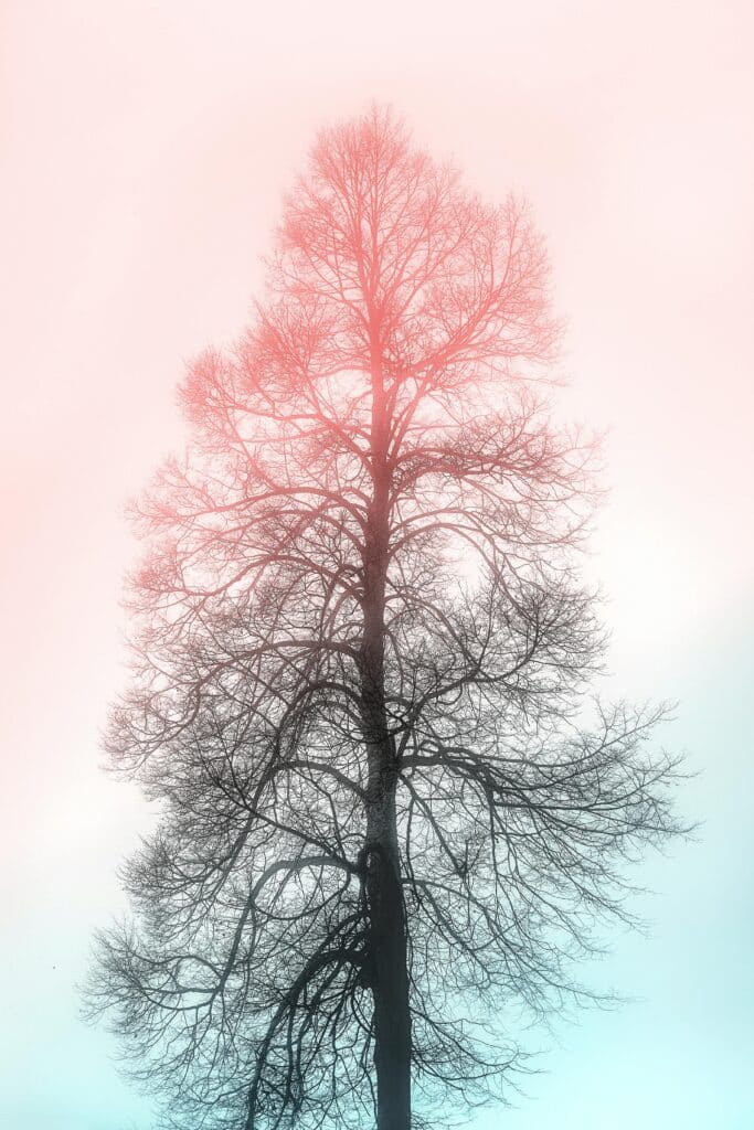 tree drawing reference