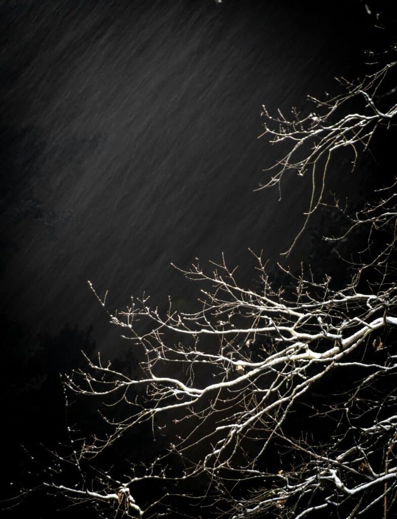 tree drawing reference