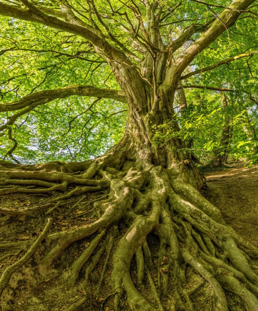 tree drawing reference