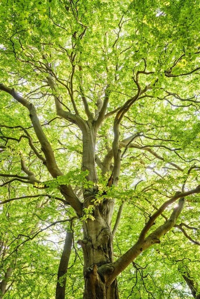 tree drawing reference