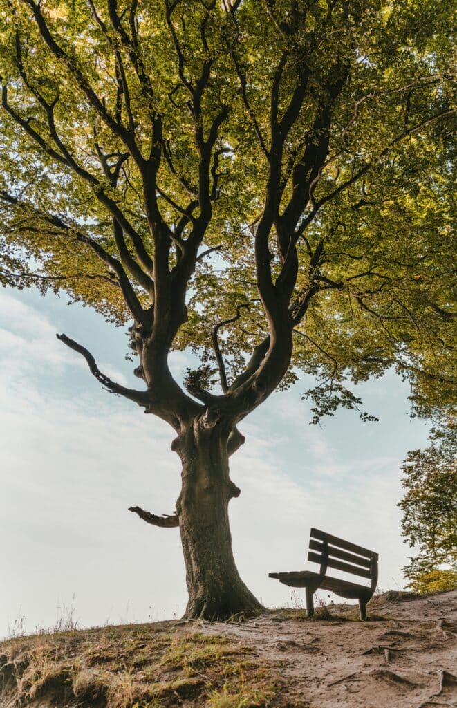 tree drawing reference