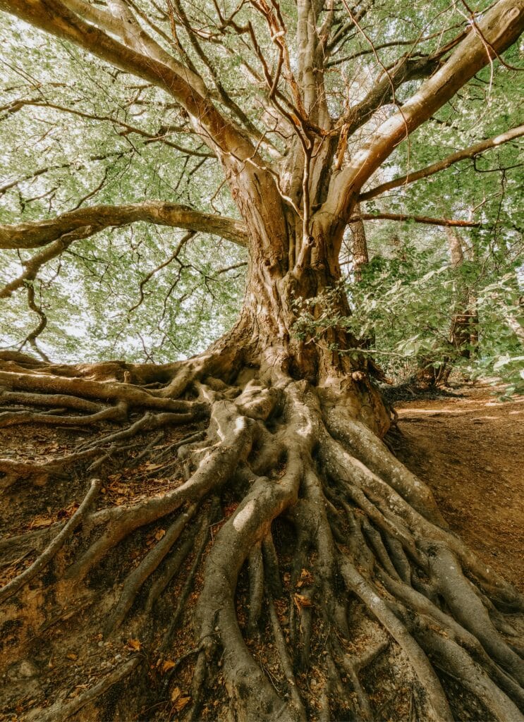 tree drawing reference