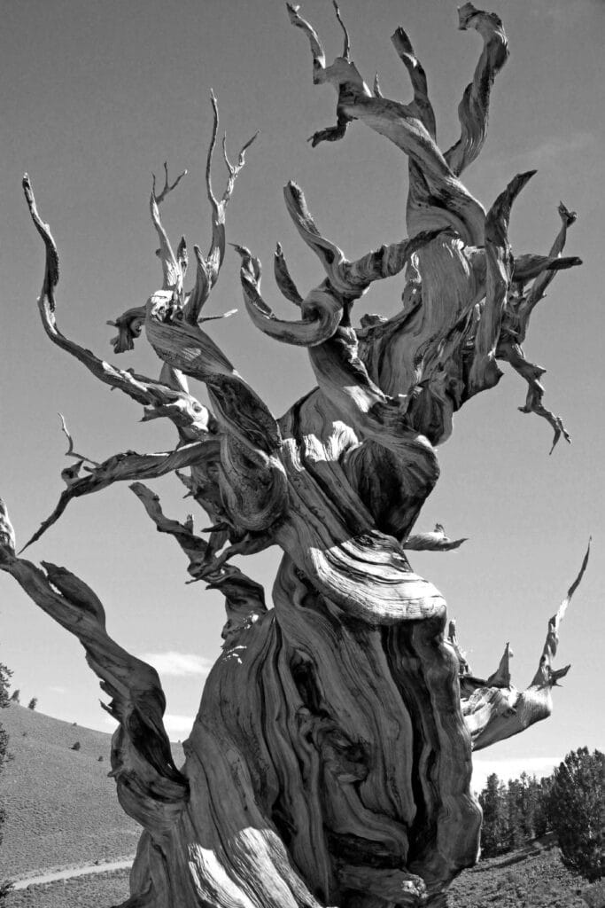 tree drawing reference