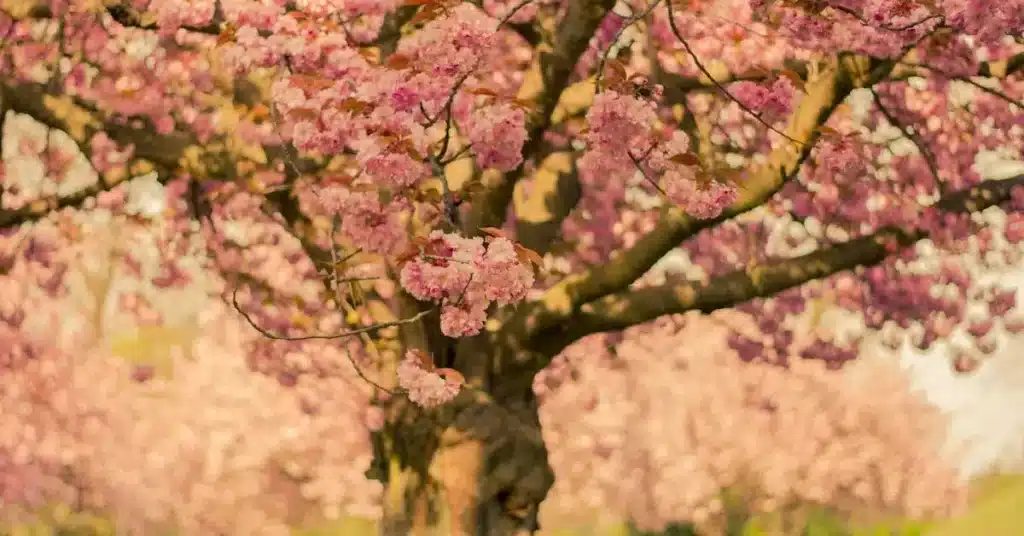Feel the Bloom: 100 Must-Try Spring Flower Drawing Ideas for Creative Souls! 4 Spring Flower Drawing Ideas Cherry Tree