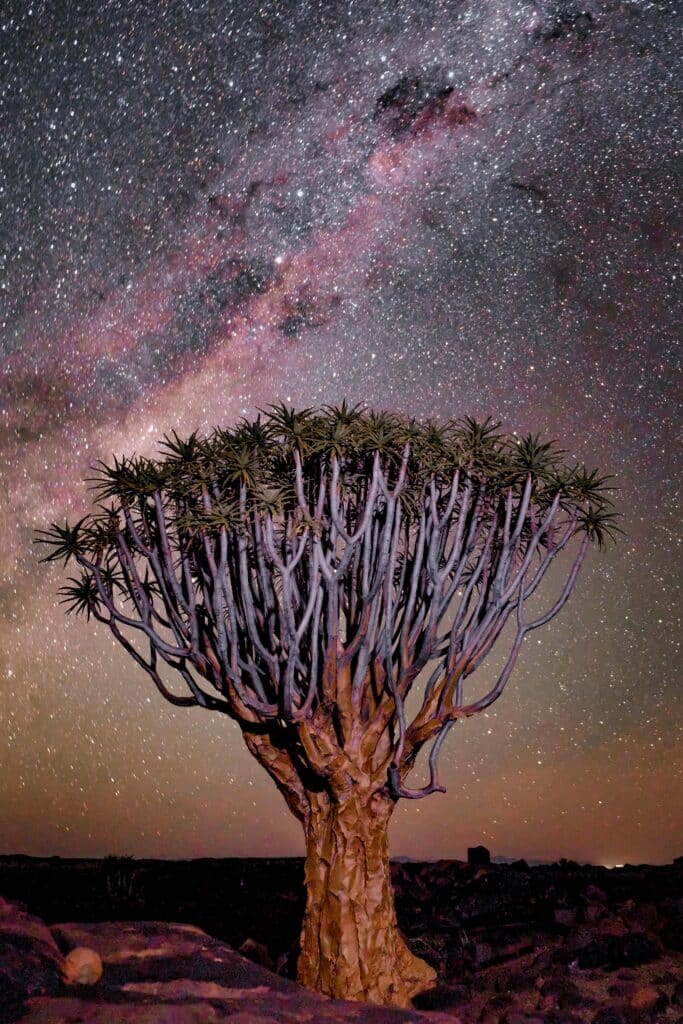 tree drawing reference