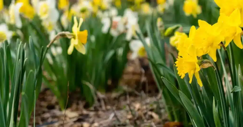 Feel the Bloom: 100 Must-Try Spring Flower Drawing Ideas for Creative Souls! 2 Spring Flower Drawing Ideas