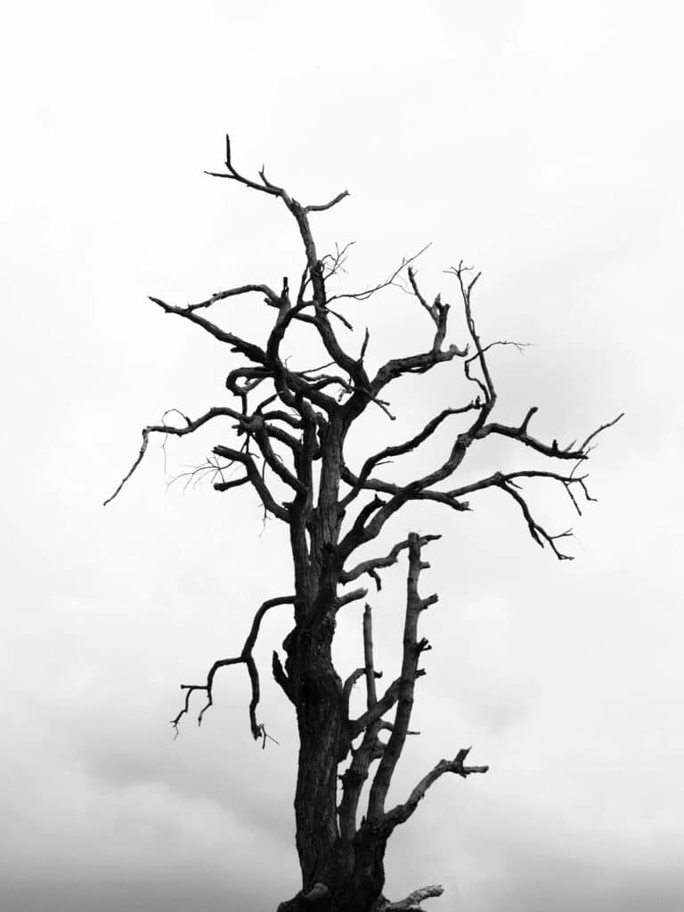 tree drawing reference
