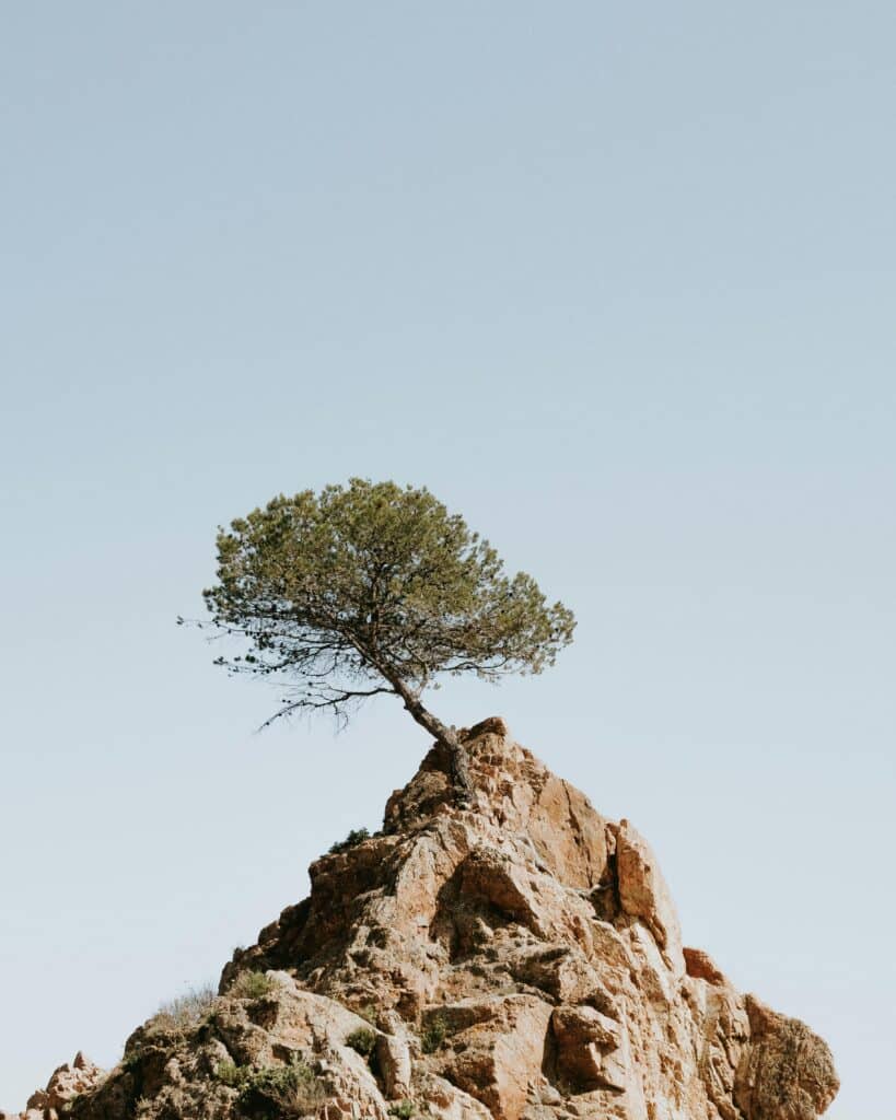 tree drawing reference