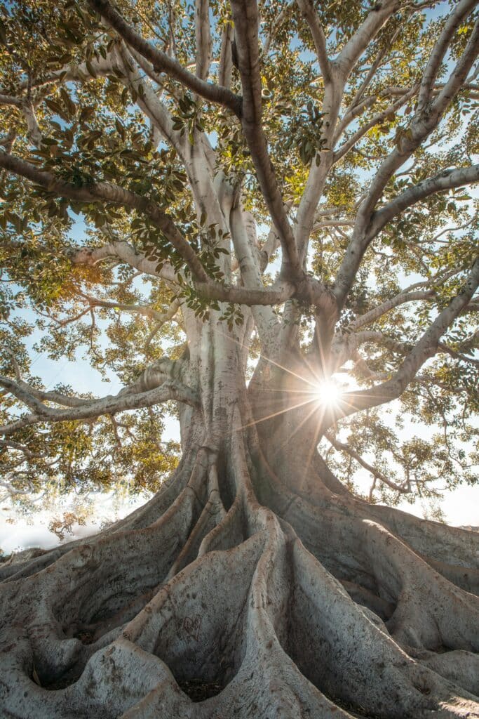 tree drawing reference