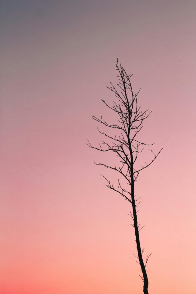 tree drawing reference