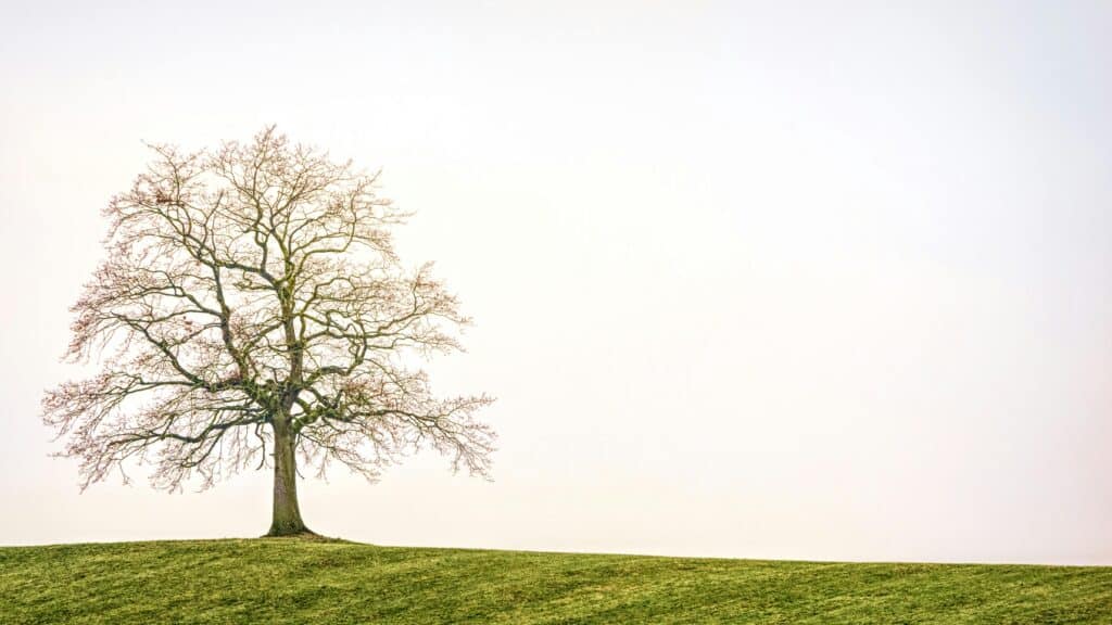 tree drawing reference