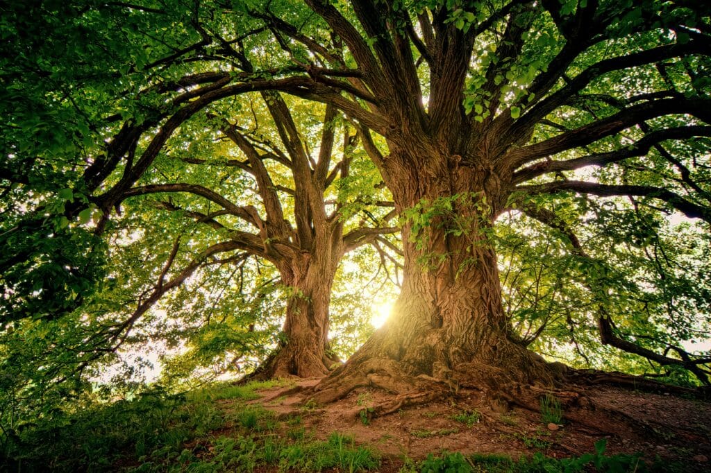 tree drawing references
