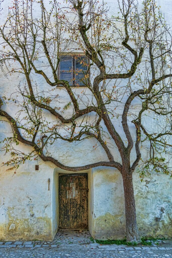 tree drawing reference