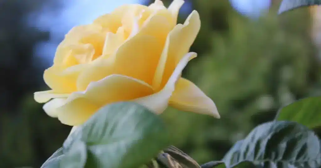 Feel the Bloom: 100 Must-Try Spring Flower Drawing Ideas for Creative Souls! 7 Spring Flower Drawing Ideas Rose