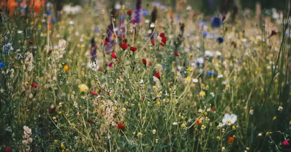Feel the Bloom: 100 Must-Try Spring Flower Drawing Ideas for Creative Souls! 8 Spring Flower Drawing Ideas Wildflower