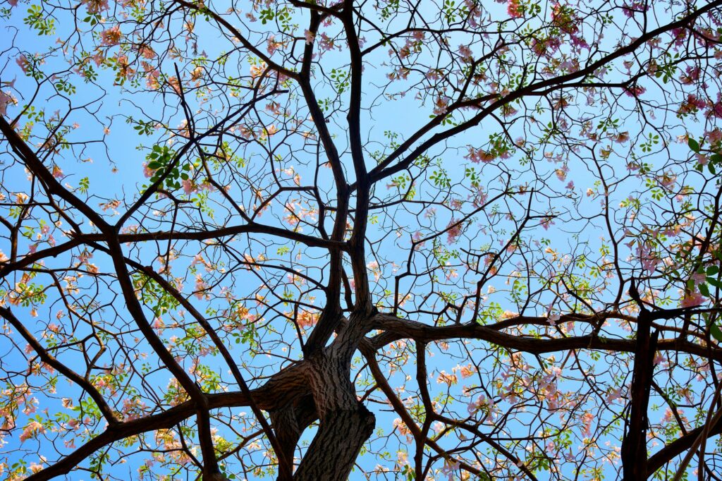 tree drawing reference