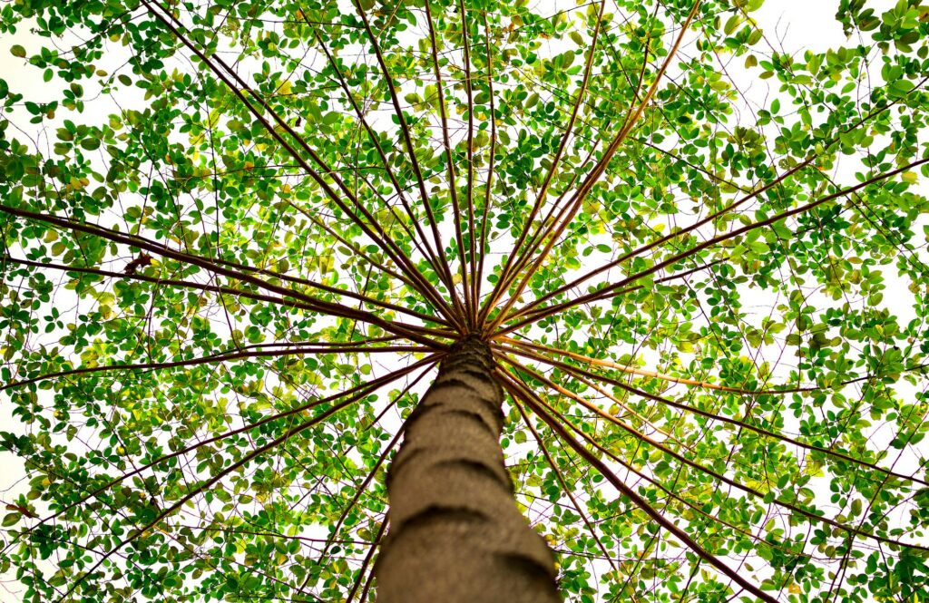 tree drawing reference