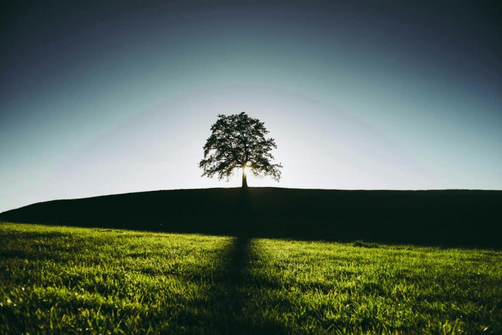 tree drawing reference