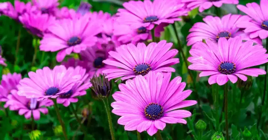 Feel the Bloom: 100 Must-Try Spring Flower Drawing Ideas for Creative Souls! 5 Spring Flower Drawing Ideas Daisy