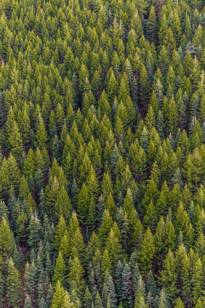 tree drawing reference