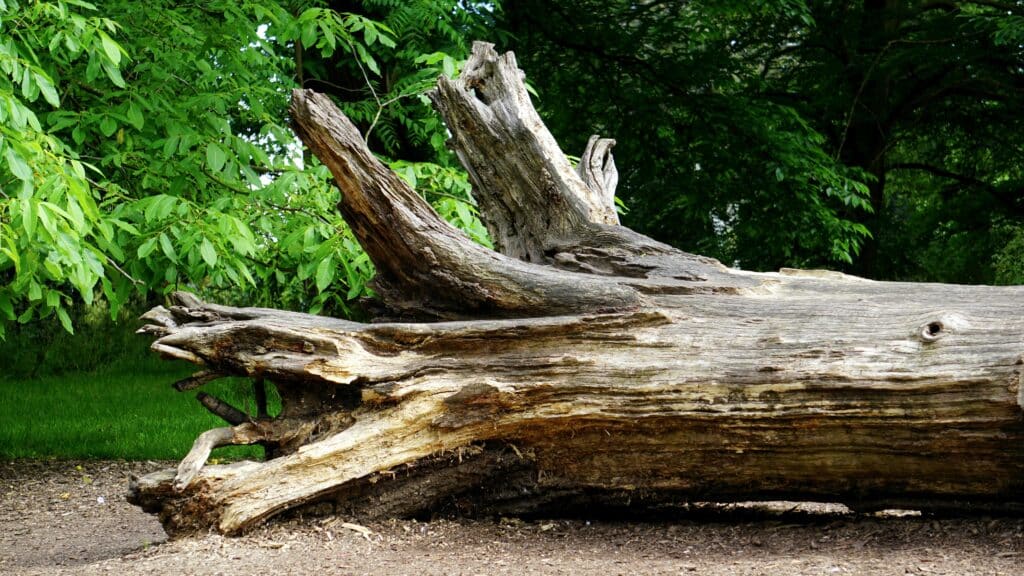 tree drawing reference