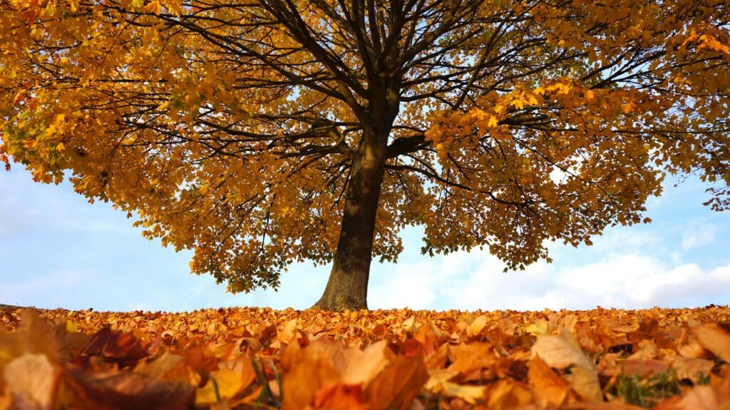 tree drawing reference