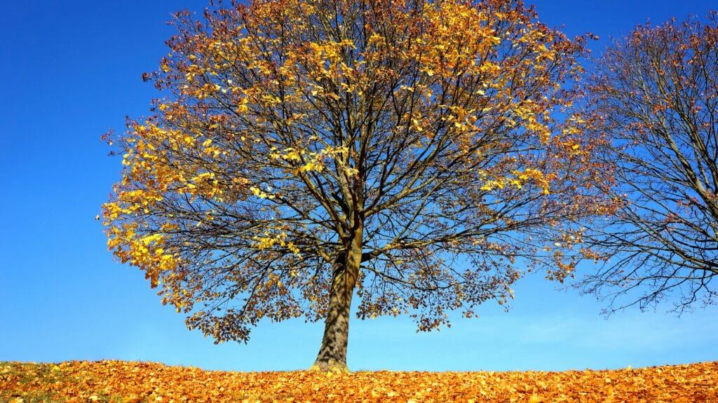 tree drawing reference