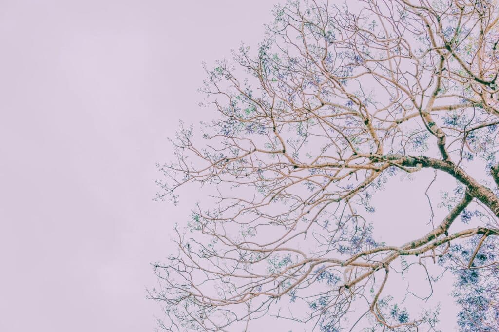 tree drawing reference